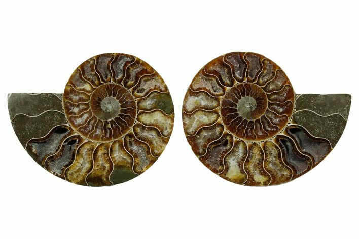 Cut & Polished, Agatized Ammonite Fossil - Madagascar #348978